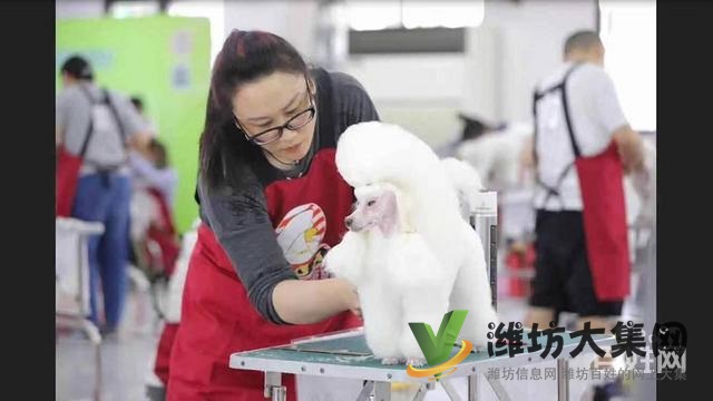 一諾寵物美容師培訓學校,免費試學,讓你贏在起跑線