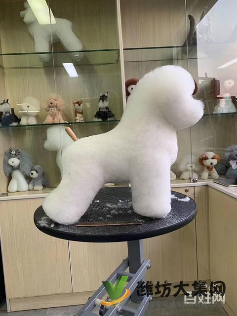 一諾寵物美容師培訓學校,免費試學,讓你贏在起跑線