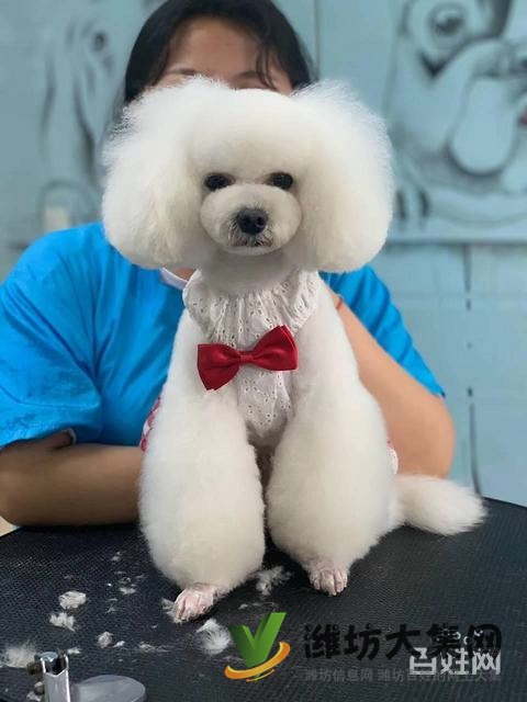 一諾寵物美容師培訓學校,免費試學,讓你贏在起跑線