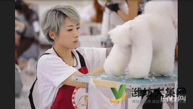 一諾寵物美容師培訓學校,免費試學,讓你贏在起跑線