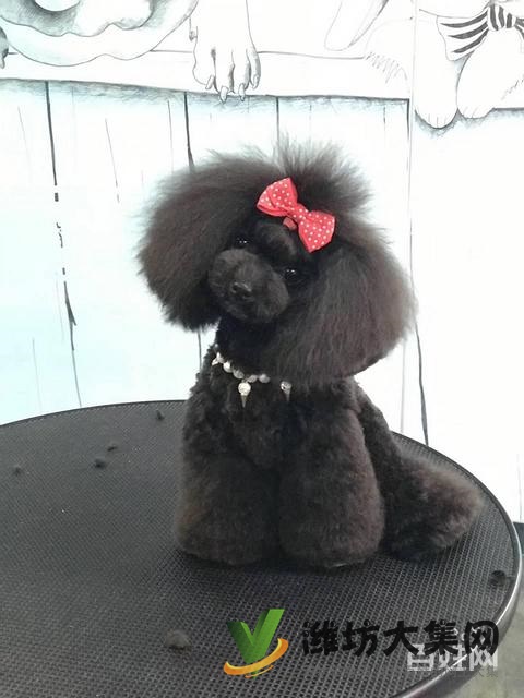 一諾寵物美容師培訓學校,免費試學,讓你贏在起跑線