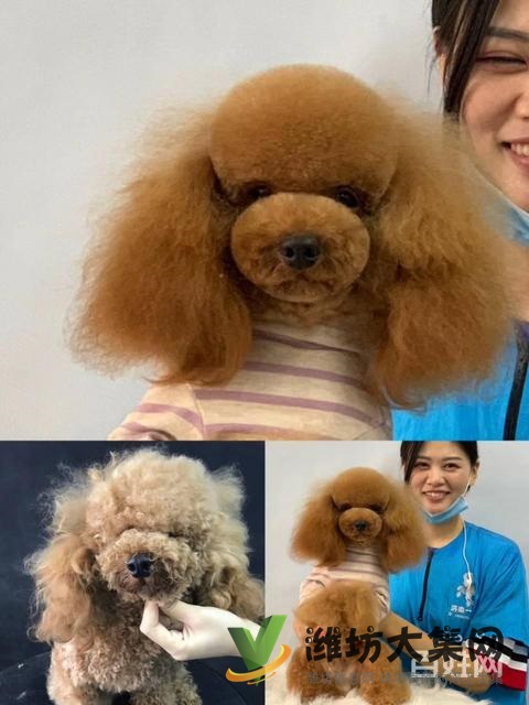 一諾寵物美容師培訓學校,免費試學,讓你贏在起跑線