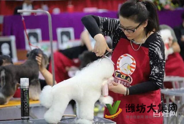 一諾寵物美容師培訓學校,免費試學,讓你贏在起跑線