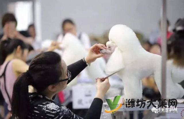 一諾寵物美容師培訓學校,免費試學,讓你贏在起跑線