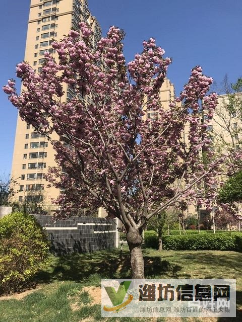 市府廣場(chǎng)近紫瑞園樓中間樓層