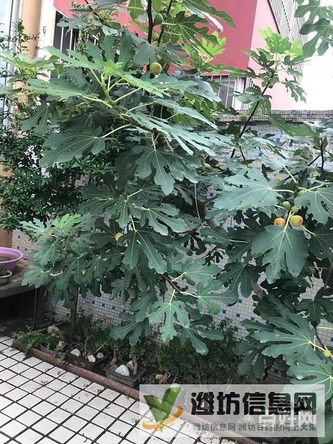 白浪河畔 上河園 多層二樓 精裝修 帶地下室110平 無 稅