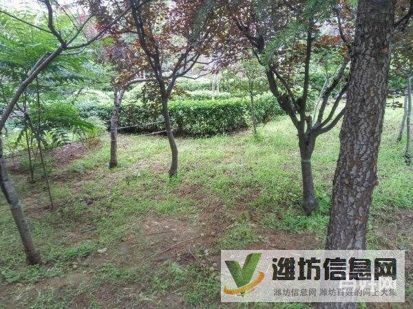 金都家園(濰城) 環境好 精裝全齊 隨時看房 拎包入住