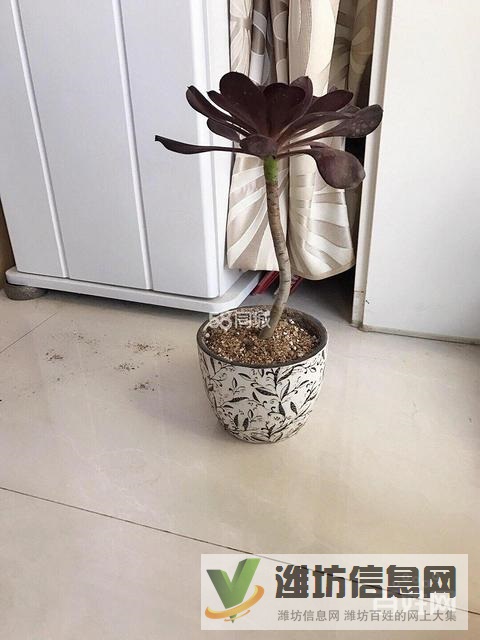 整租 | 陽(yáng)光100鳳凰社 1室0廳1衛(wèi)