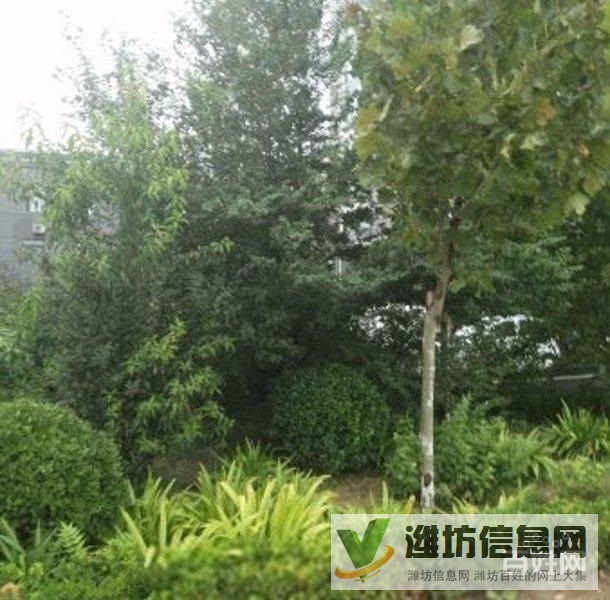 十里春風(fēng)近大成優(yōu)盤82平精裝無稅送地下室南北通透僅售53萬